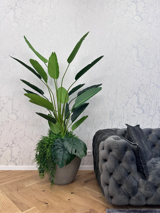 Strelitzia XL